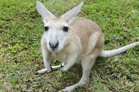 Where Have The Birds Bees And Wildlife Gone? - Orgone Energy Australia