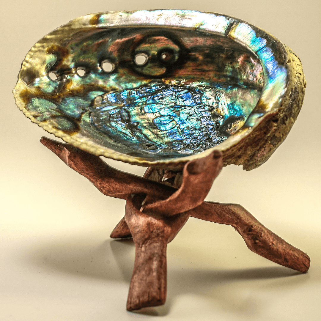Abalone Shell for Smudging - Orgone Energy Australia