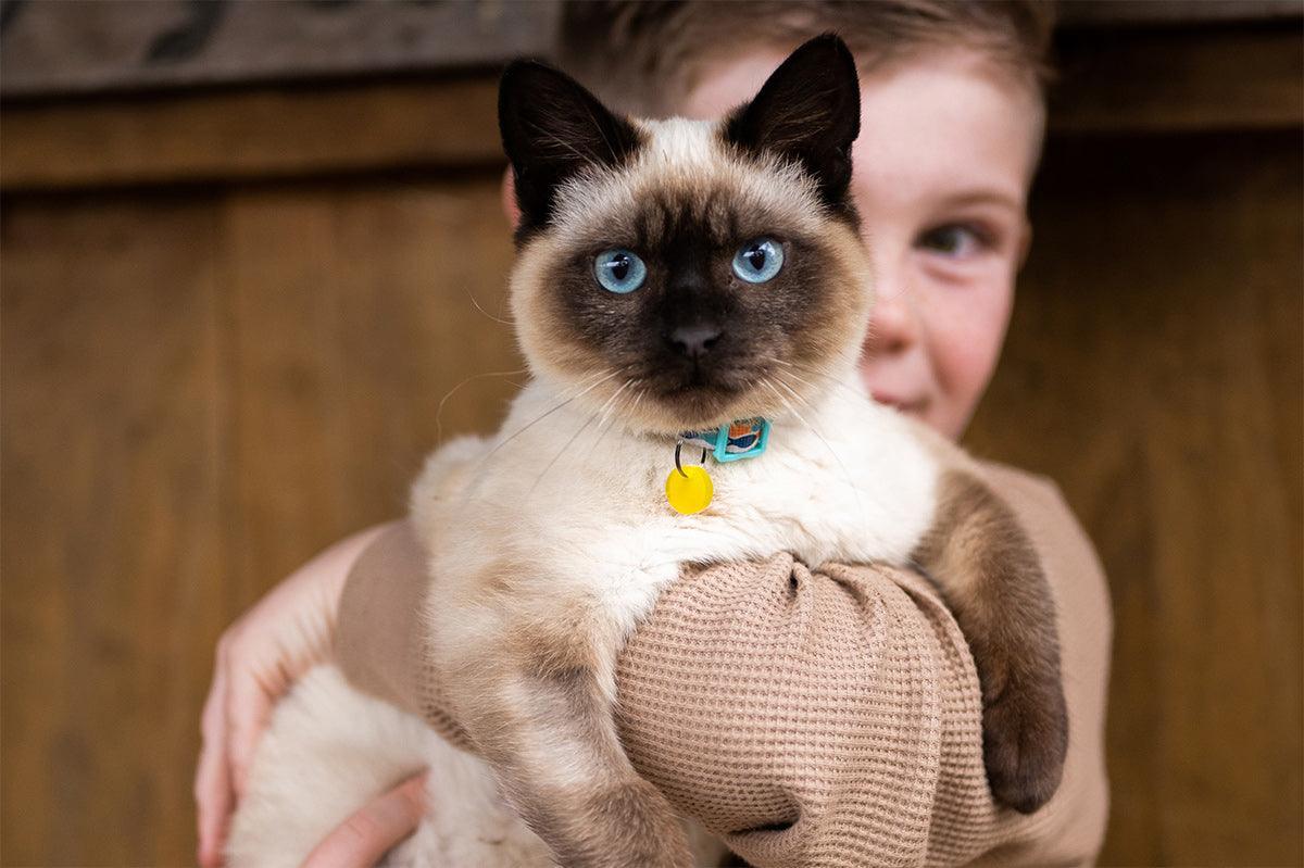 Best EMF Protection for Pets