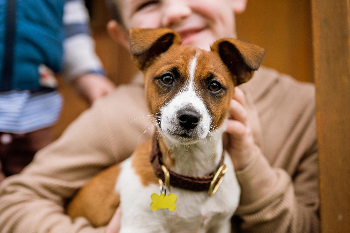 Best EMF Protection for Pets