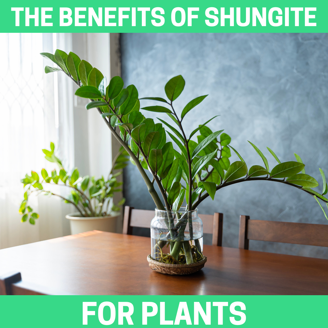 The Benefits of Shungite for Plants