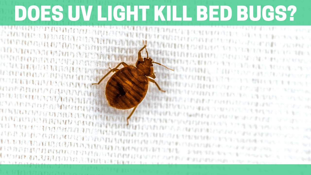 Does UV Light Kill Bed Bugs? - Orgone Energy Australia