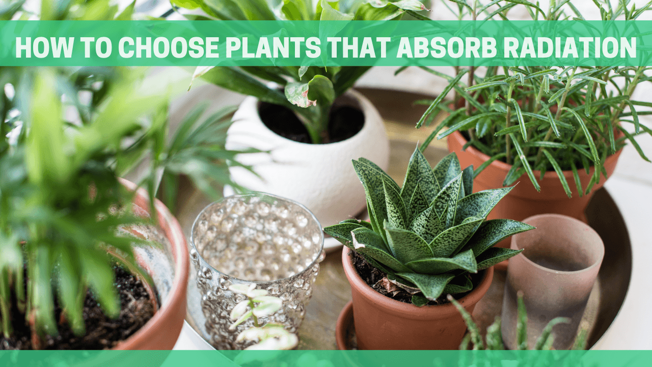 How to Choose Plants that Absorb Radiation - Orgone Energy Australia