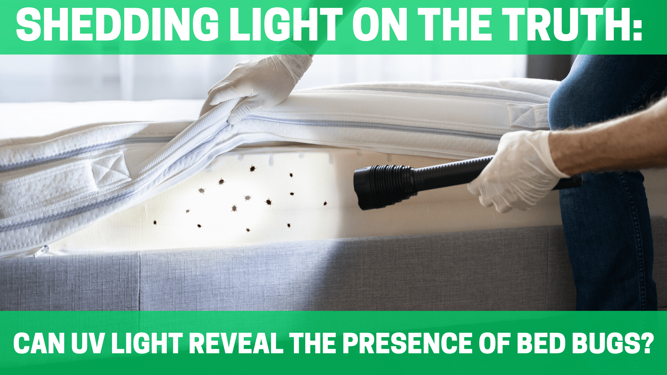 Shedding Light on the Truth: Can UV Light Reveal the Presence of Bed Bugs? - Orgone Energy Australia